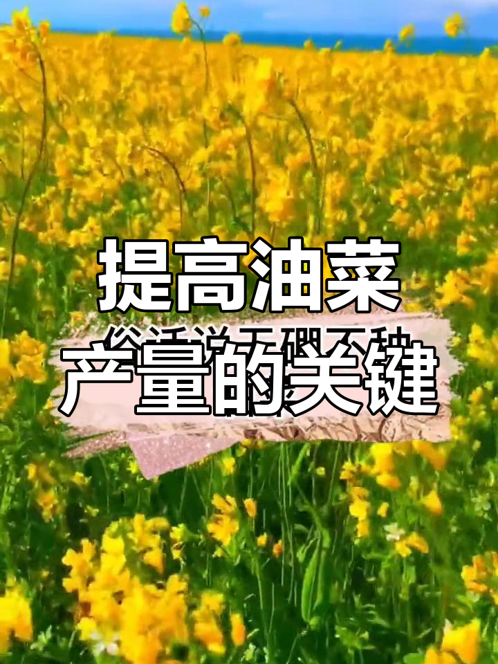 油菜高产秘诀:硼肥与磷酸二氢钾的配合使用