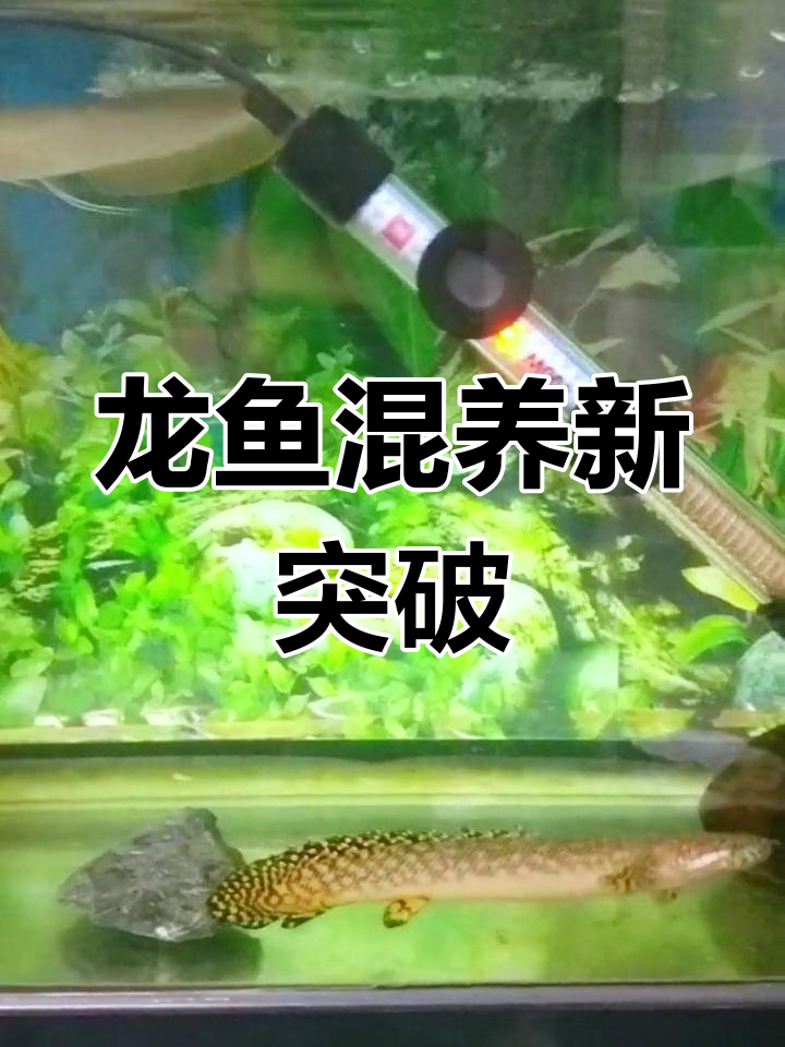银龙与大花恐龙混养实验成功,鱼肉消失之谜