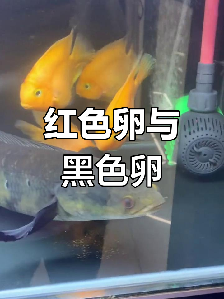 红魔鬼与仙塔兰姆红帝王繁殖对比