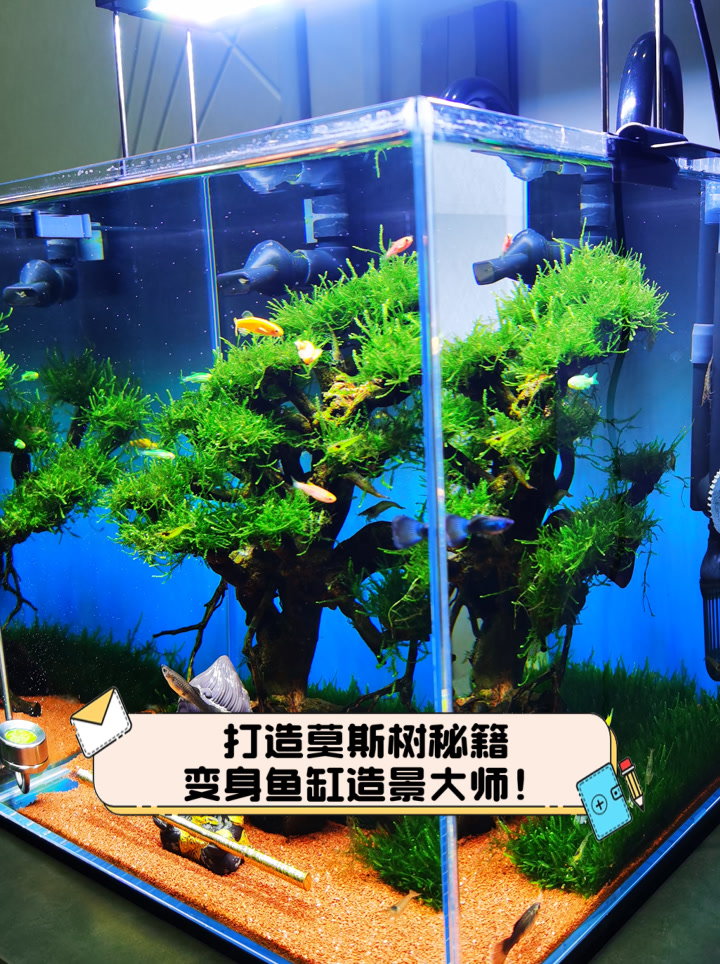 打造莫斯树秘籍,变身鱼缸造景大师!