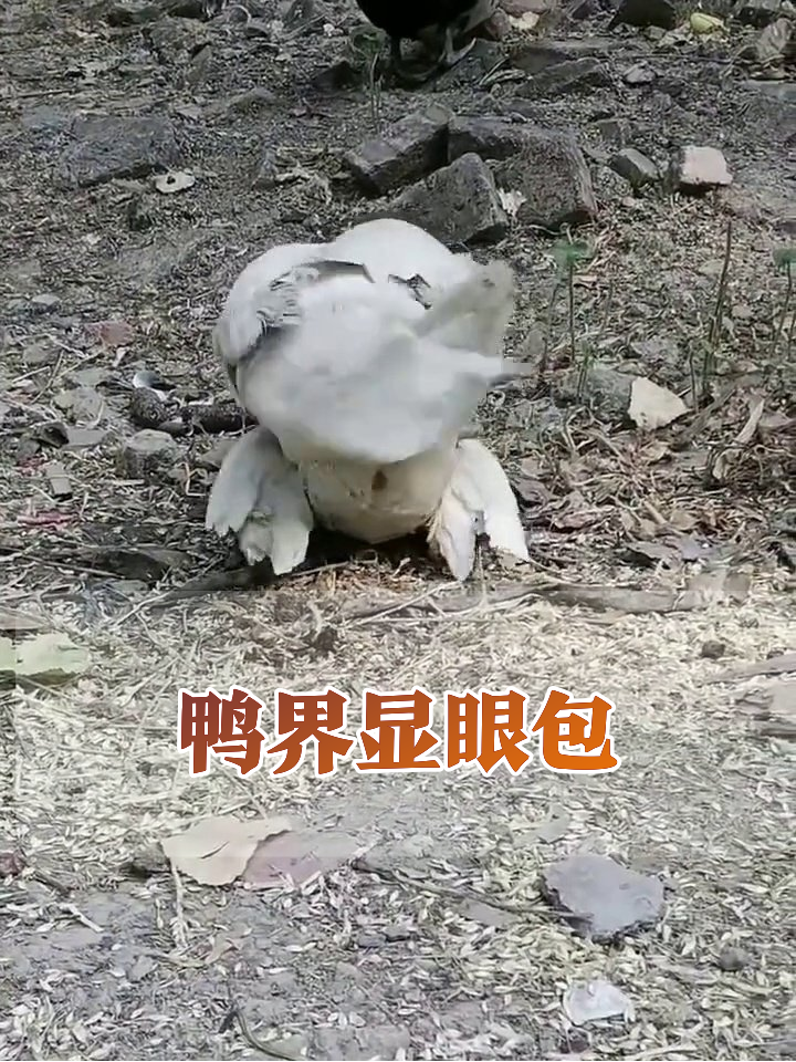 鸭子界显眼包!白鸭骑队友身上蹦迪,红脸鸭:这班我不上了