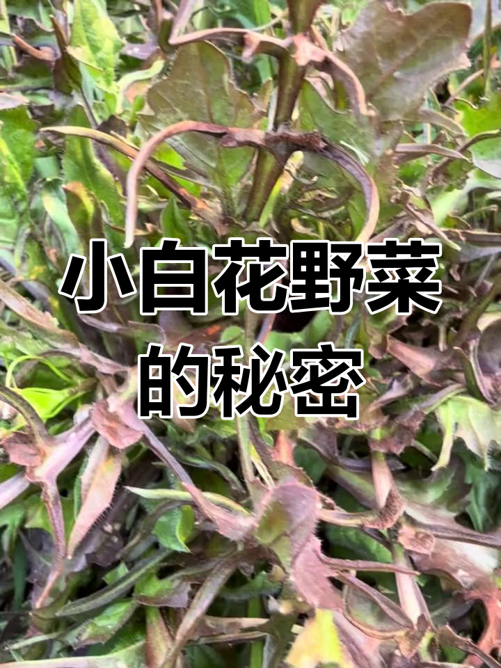 认识这种野菜吗?它开小白花,很甜!