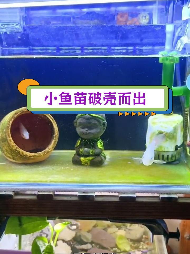 迷你鹦鹉鱼产卵后三天,小鱼苗孵化出壳