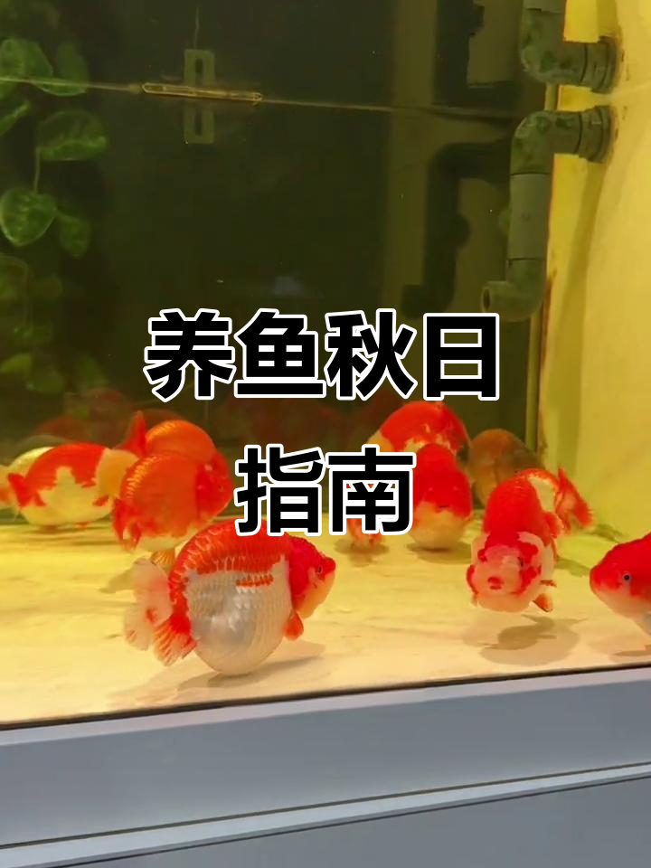 秋季养鱼必看,兰寿护理小技巧,记得收藏!