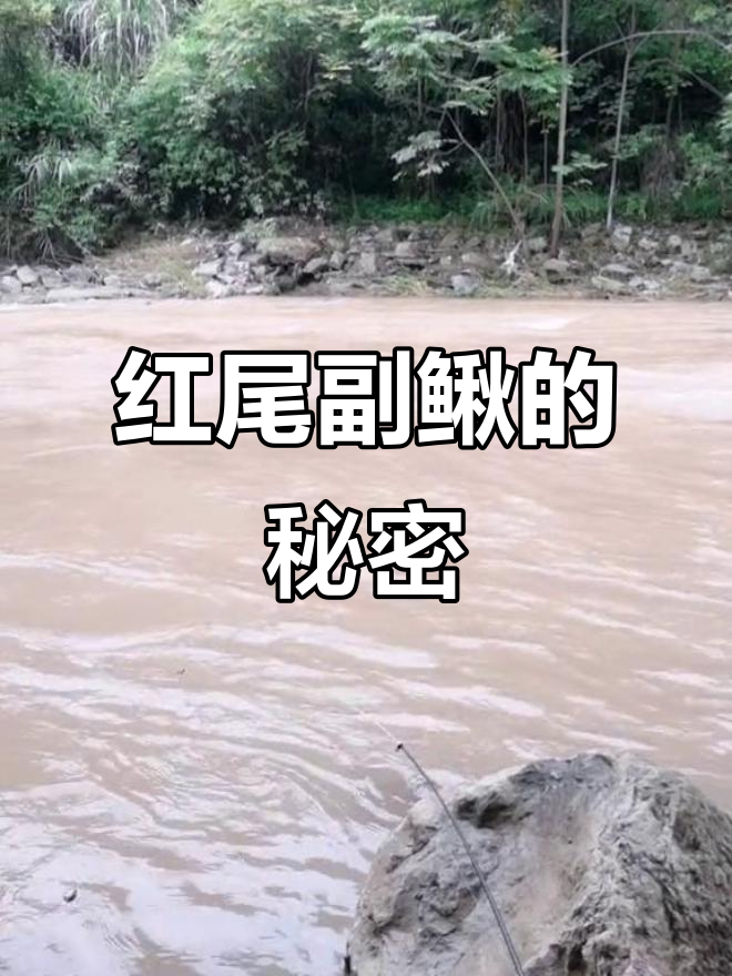 红尾副鳅偏爱清澈溪流,群居习性让钓鱼者常能一网打尽