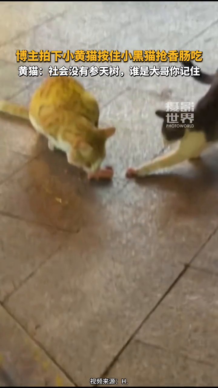 博主拍下小黄猫按住小黑猫抢香肠吃
