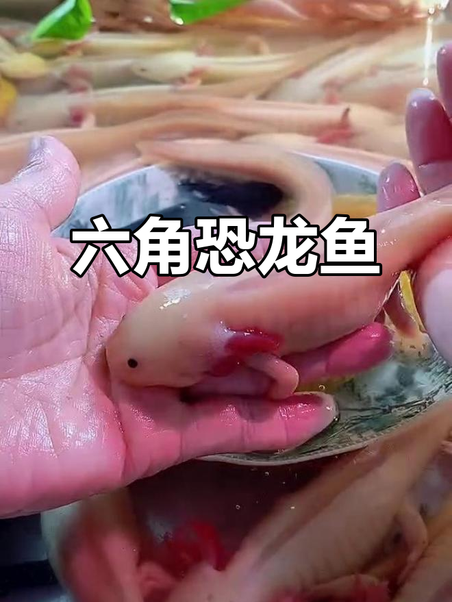 六角恐龙鱼,冷水淡水皆宜,墨西哥螈类