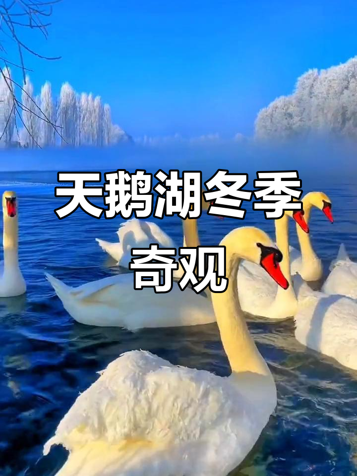 新疆伊犁天鹅湖冬日美景,如童话般迷人