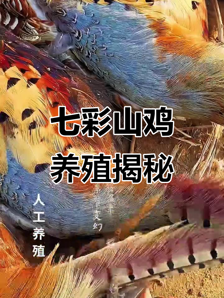 阿豪珍禽养殖场:七彩山鸡的美丽与挑战