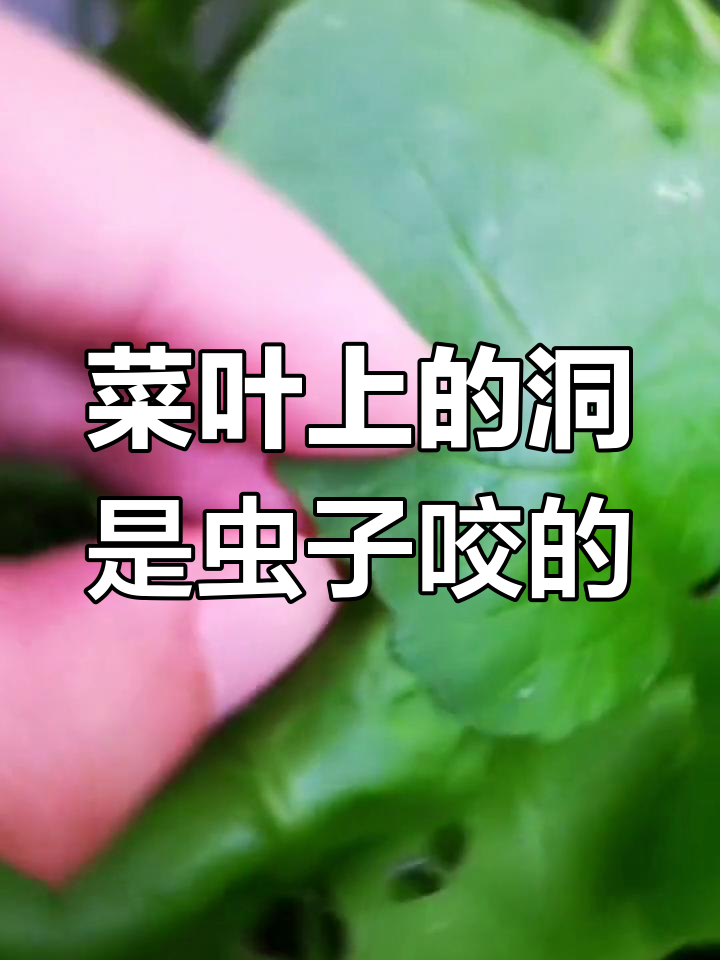 阳台蔬菜遭遇虫害,蝴蝶幼虫作祟