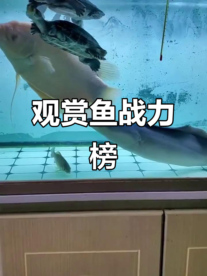 观赏鱼战斗力排名：从罗汉到反天刀，谁才是最强王者？