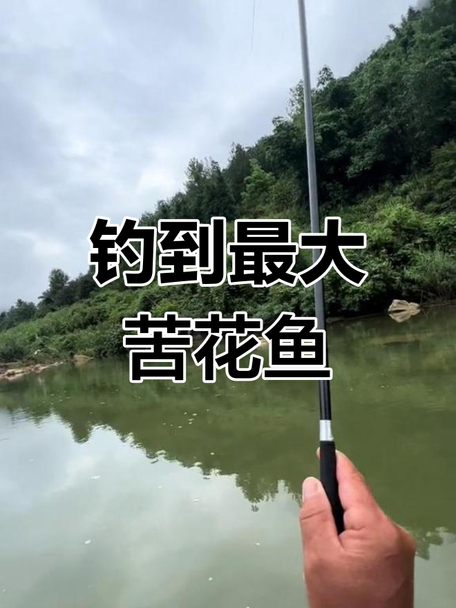 溪流钓最大苦花鱼,竟然能这样轻松搞定!