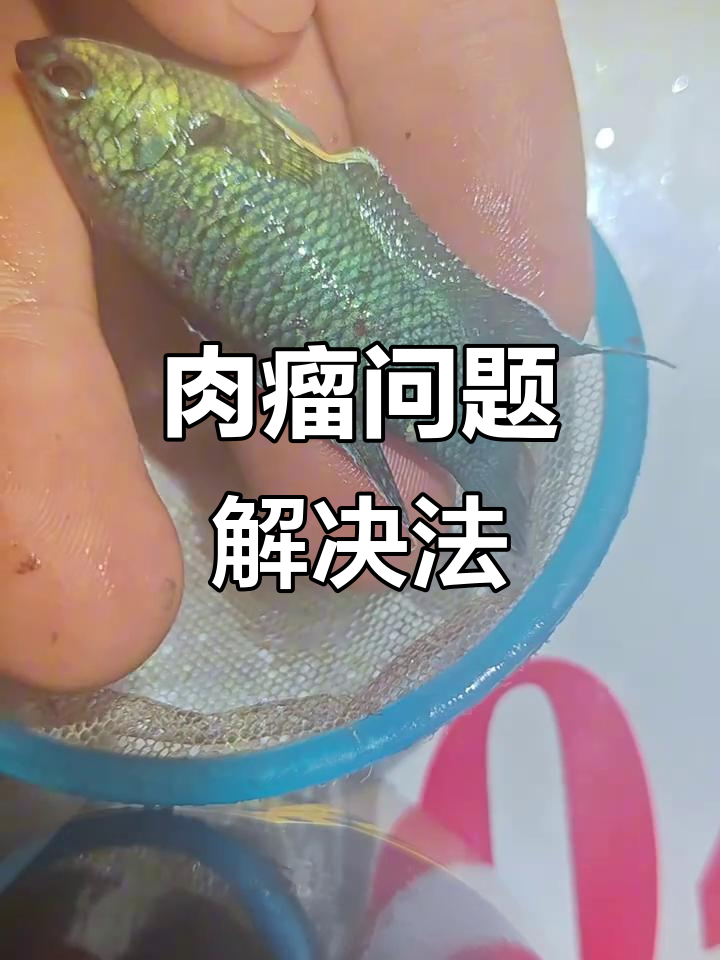 斗鱼肉瘤问题有解！耐心了解，或许能帮到你