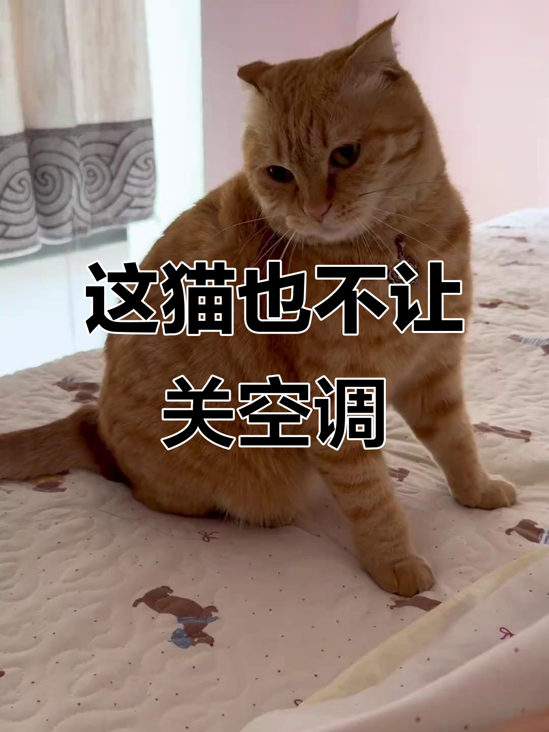 猫咪不让关空调,生气打人!
