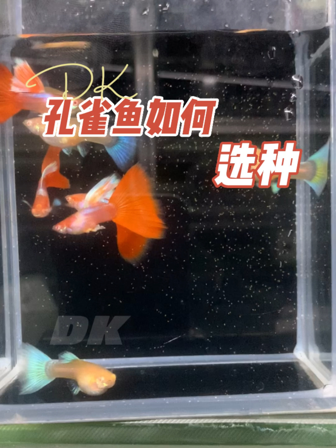 在孔雀鱼的维系上,选种太重要了