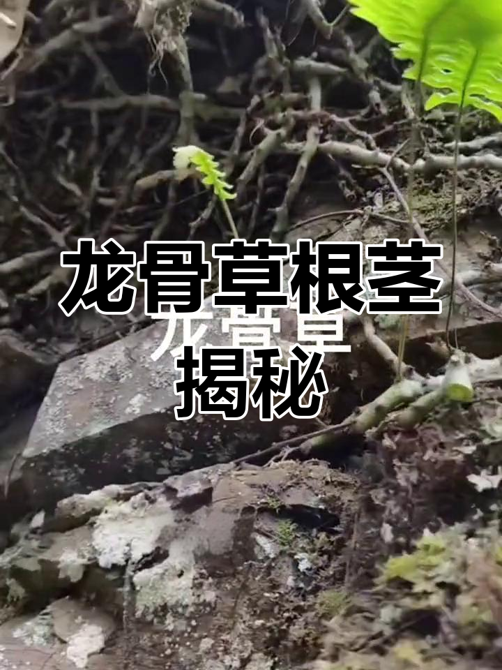 新年祝福,龙骨草的神奇发现