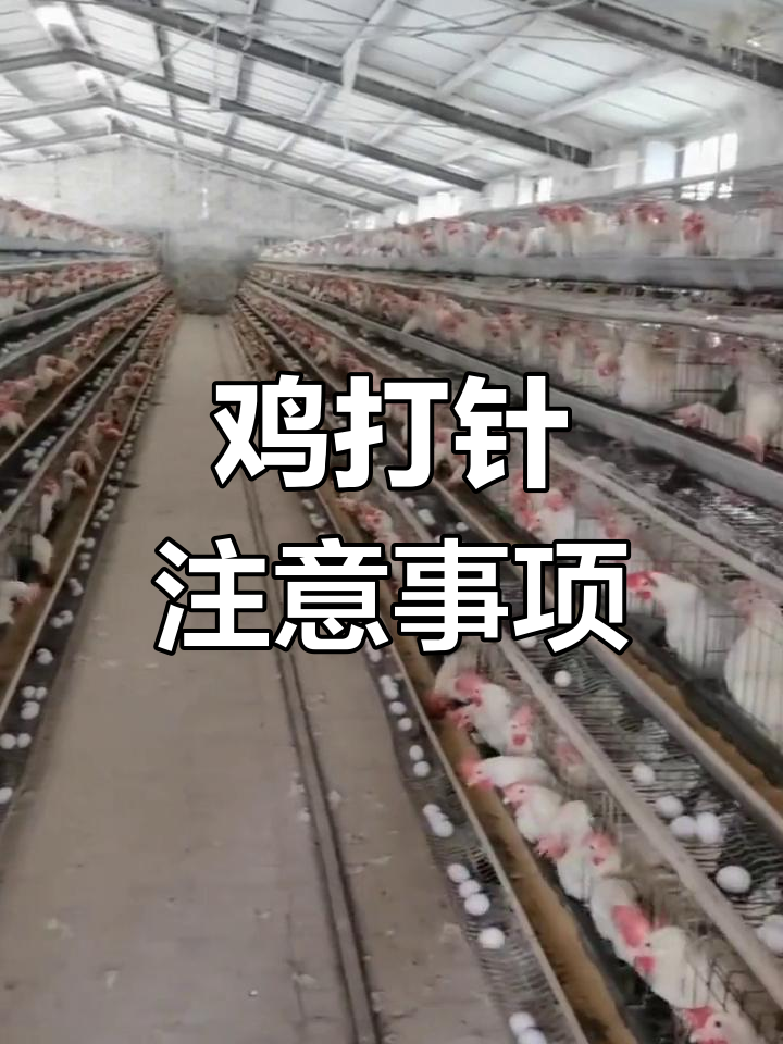 鸡打针时需注意的六大要点
