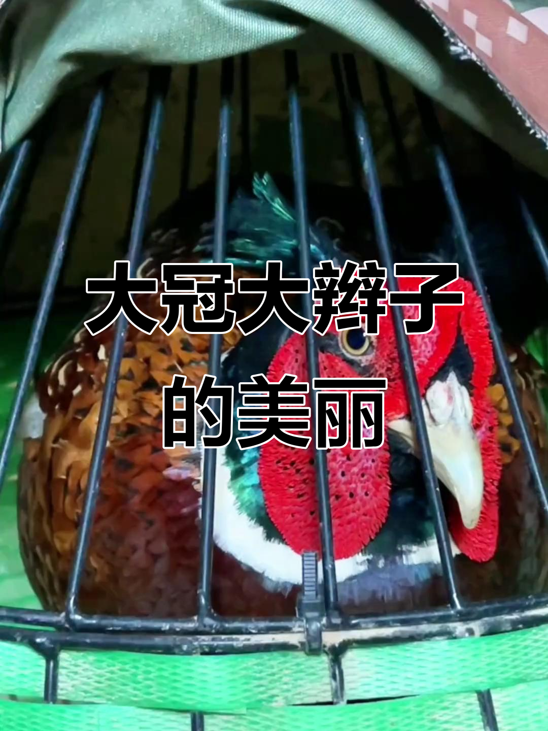 七彩山鸡的大冠大辫子,真是太美了!
