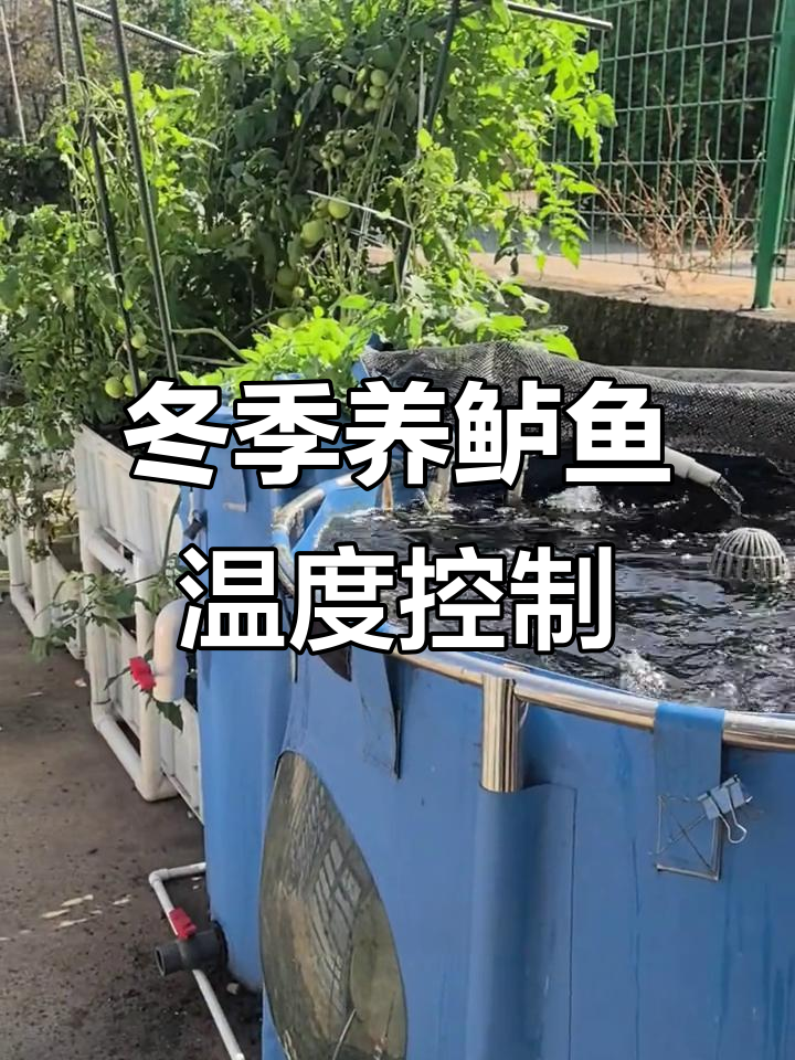 冬季鲈鱼养殖水温管理技巧,如何避免投喂过度