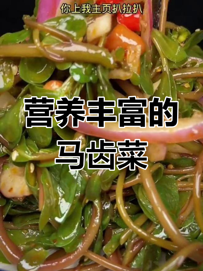 马齿菜的营养价值与凉拌做法