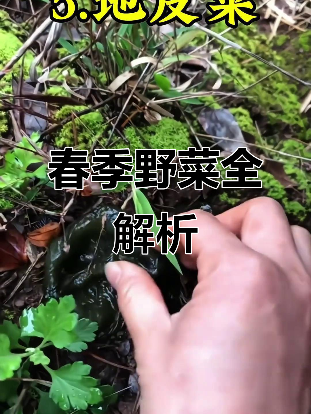 春天野菜大比拼,名字与做法尽在这里!