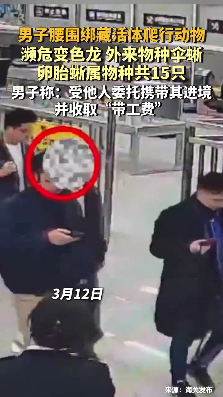 男子腰围绑藏活体爬行动物,濒危变色龙、外来物种伞蜥、卵胎蜥属物种共15只