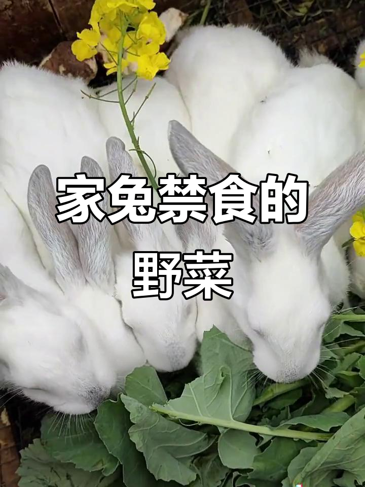 兔子不能吃的野草大盘点,这些食物可能致命