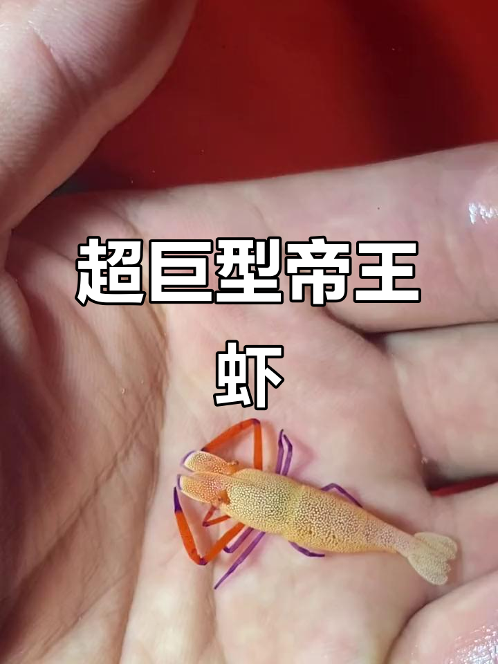 超大帝王虾,简直惊呆了!