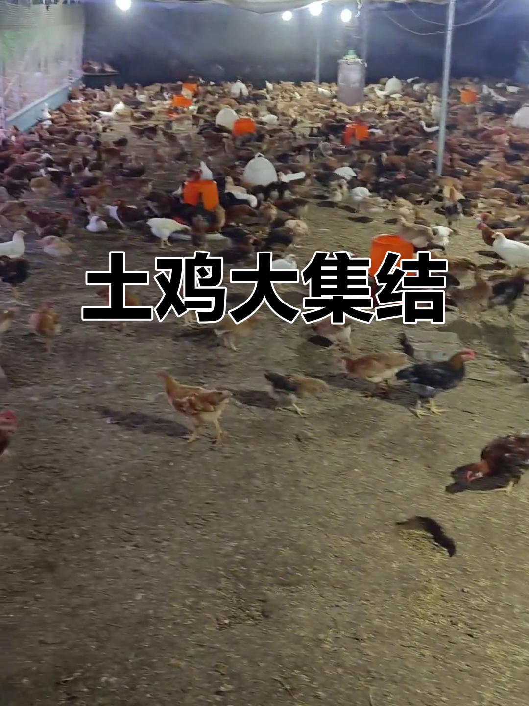 6月3日,多种土鸡品种齐聚金华