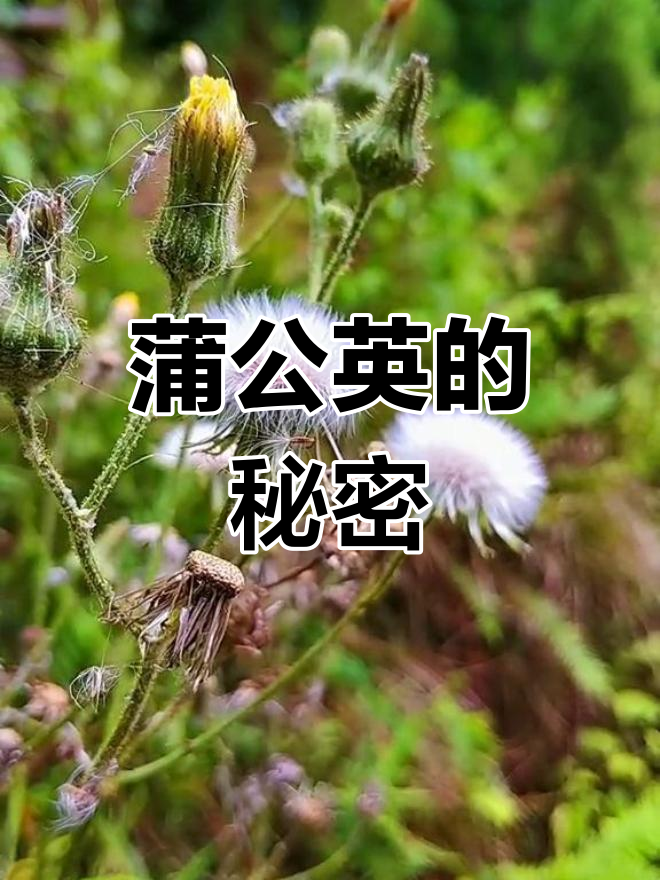 蒲公英即是苦麻菜,花开种子时