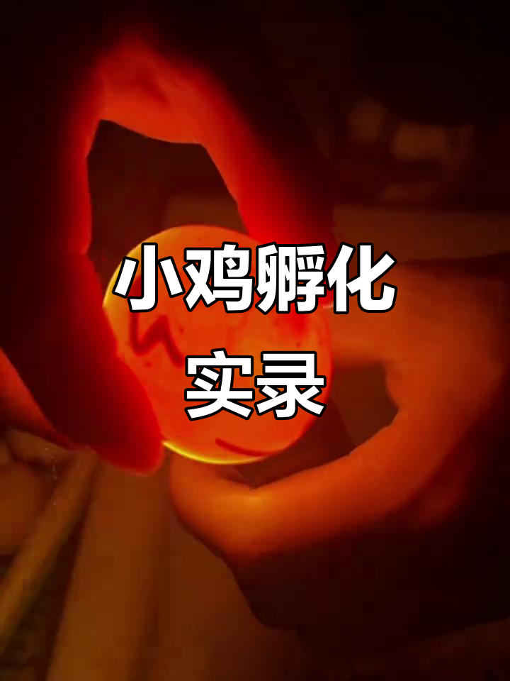 蕾丝婆罗门小鸡孵化全过程,手电筒下的生命奇迹