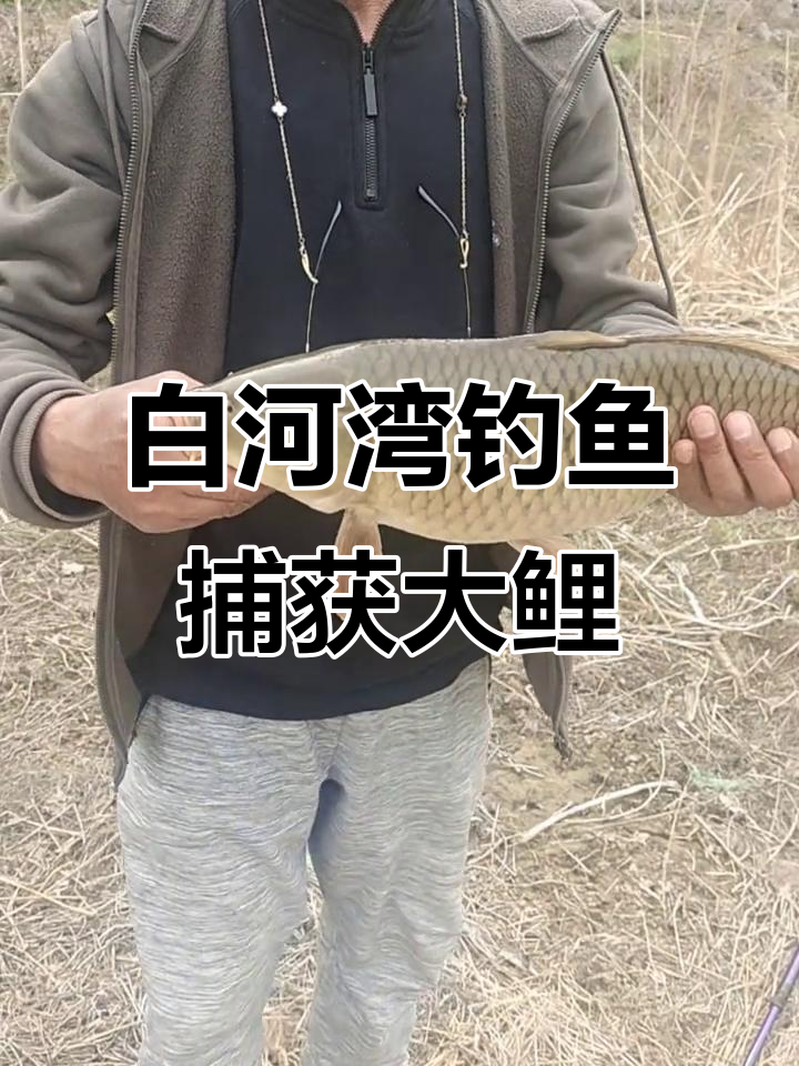 白河湾野钓大鲤鱼,六七斤野生鲫鱼成功上岸
