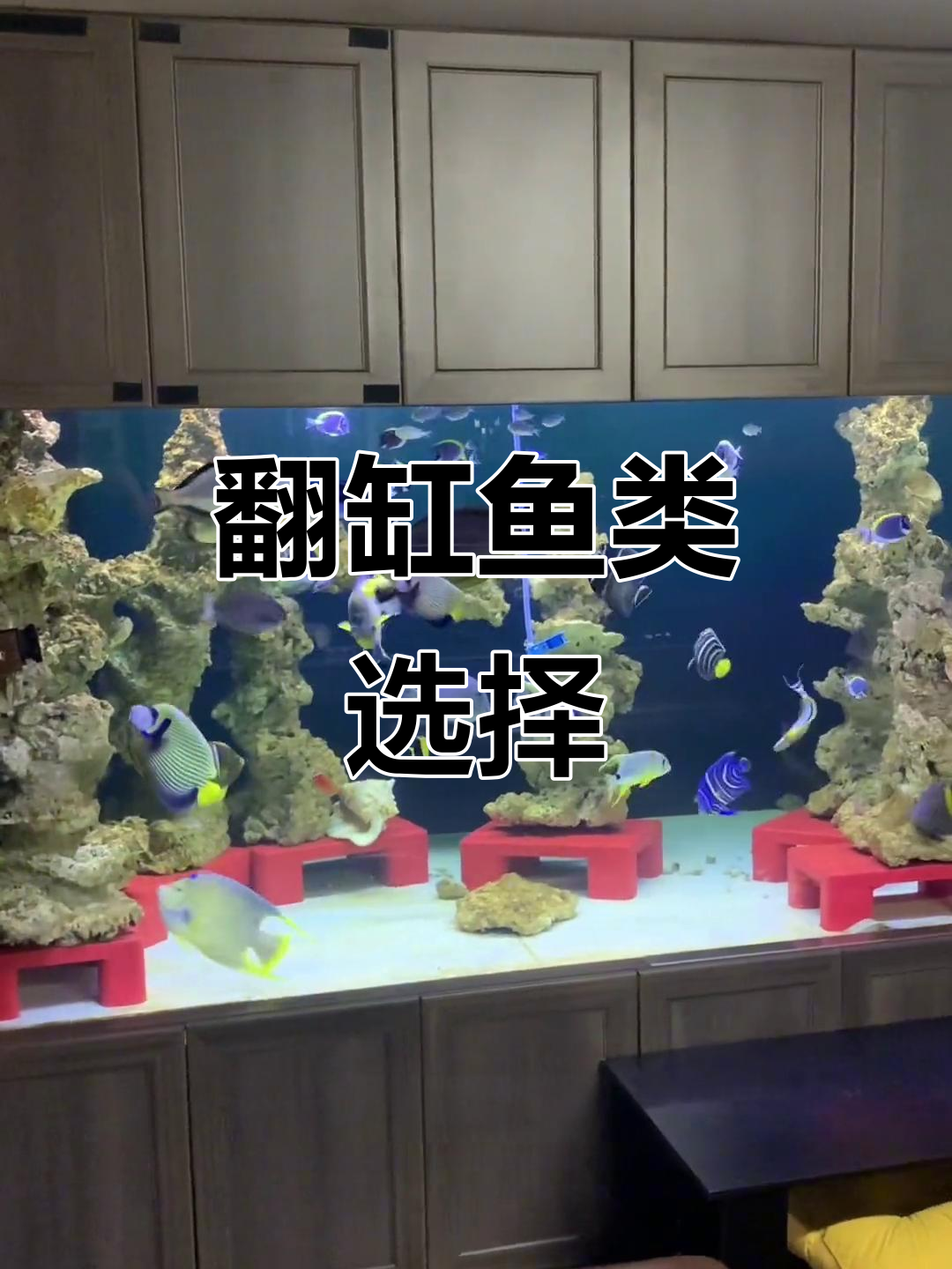 翻缸后,选哪种鱼?黑鳍鲨、关刀还是三湖龙王?
