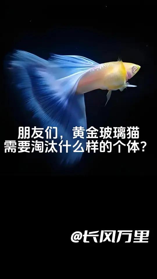 黄金玻璃猫需要淘汰哪些个体?