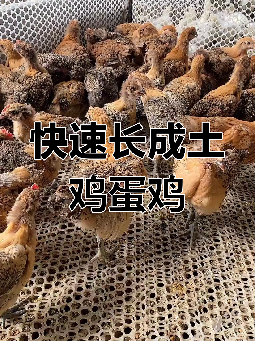 蚂蚁绿壳蛋鸡苗,生长快抗病强,适合农村散养