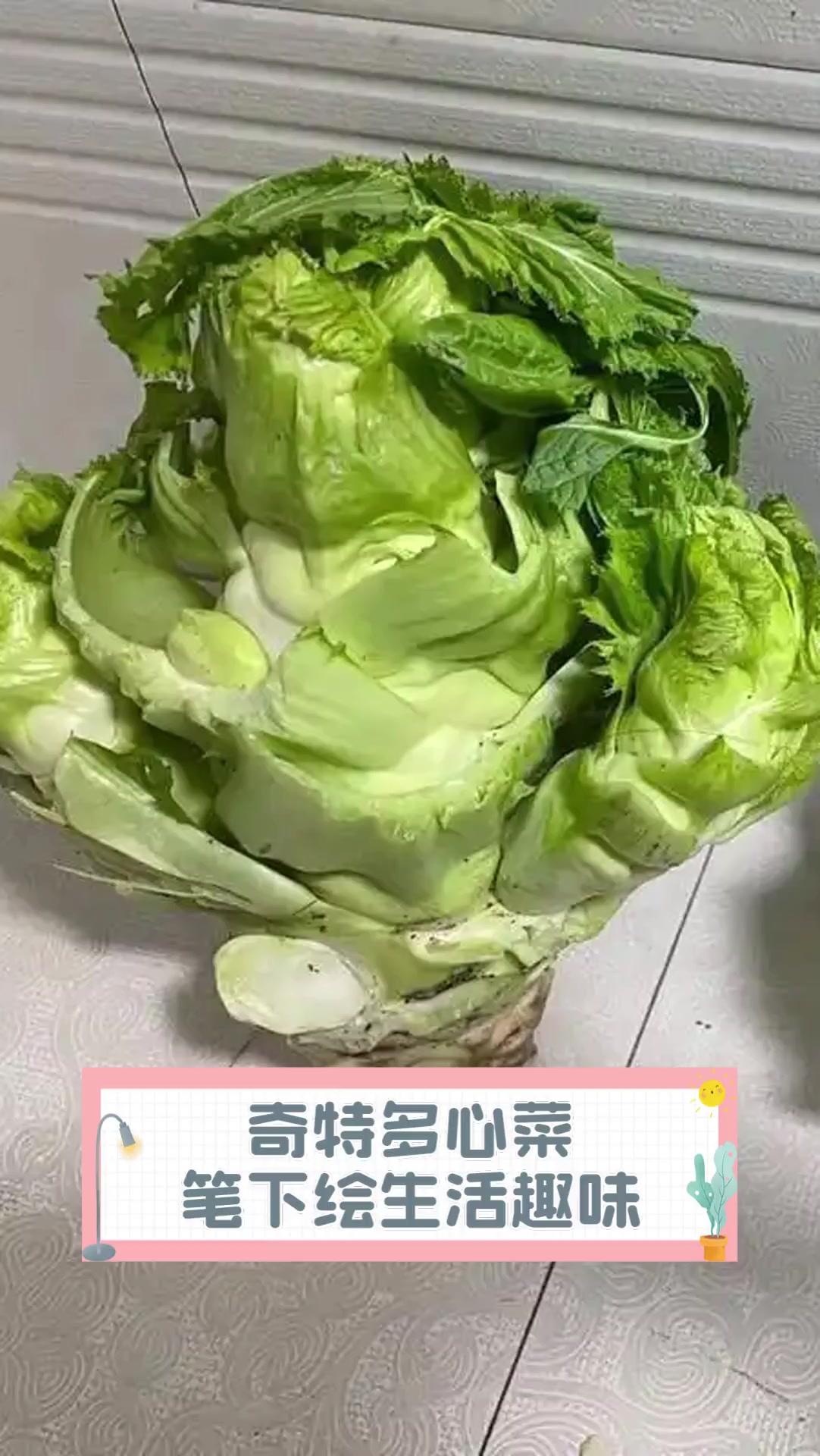奇特多心菜,笔下绘生活趣味