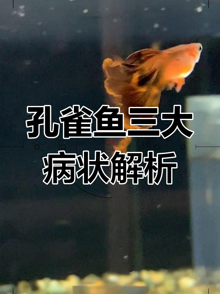 孔雀鱼常见疾病及治疗方法