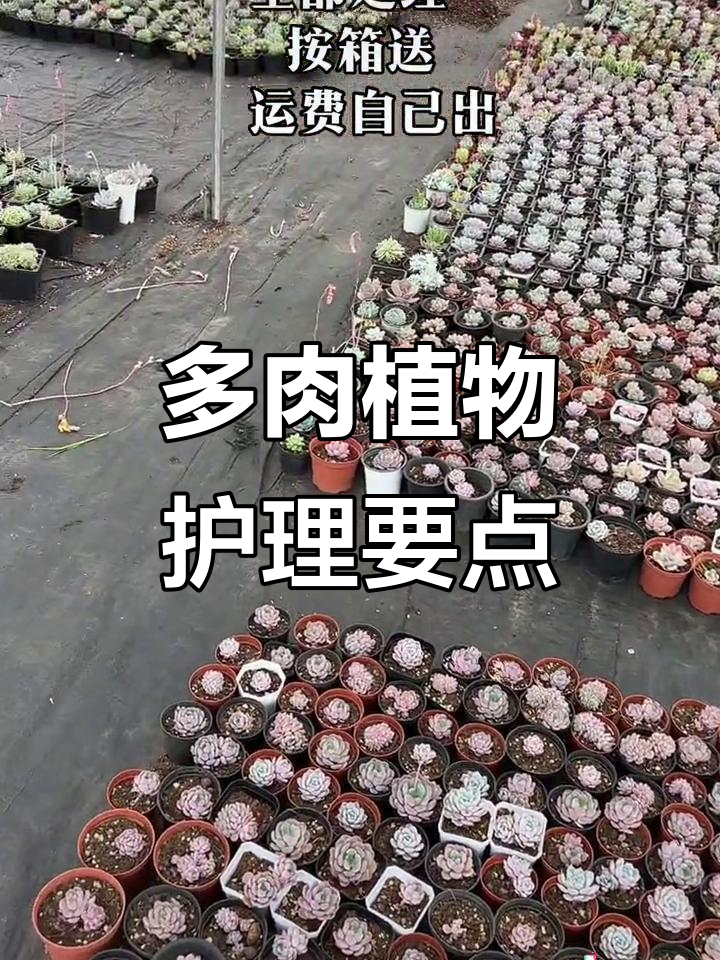 多肉植物养护技巧:从花盆选择到日常管理全攻略
