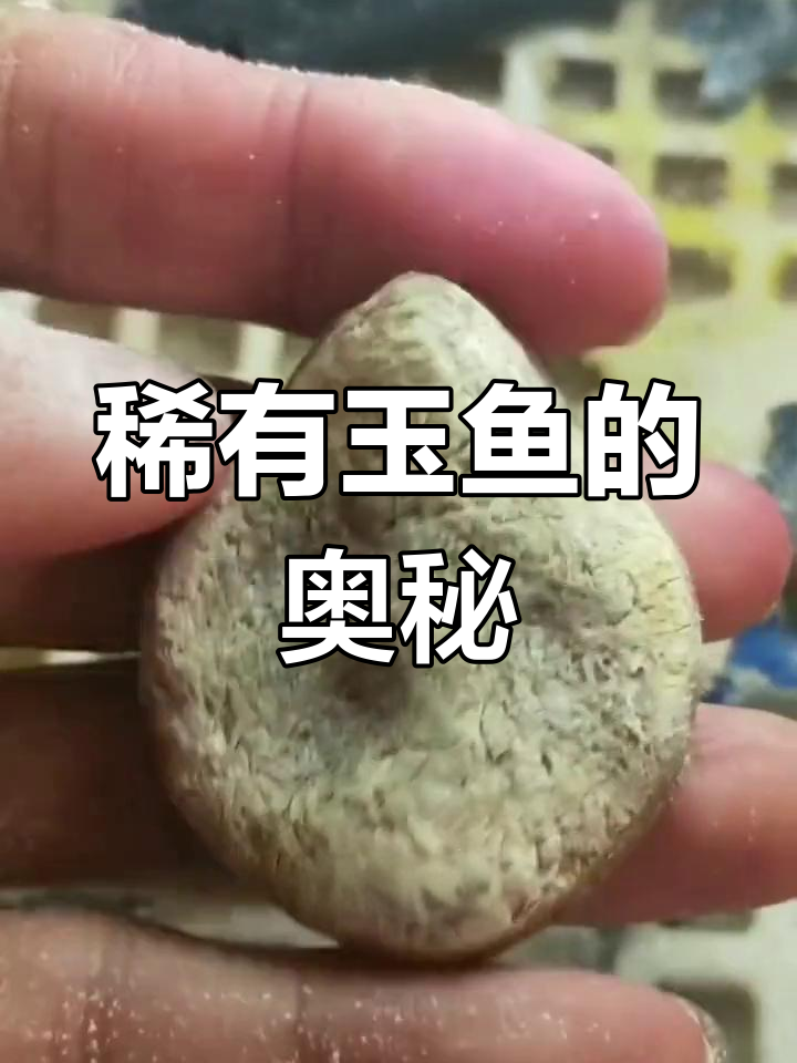 青鱼石:盘玩玉石的秘密
