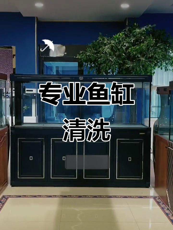 现代水族1号店:专业鱼缸清洗服务,让您的水质更清新