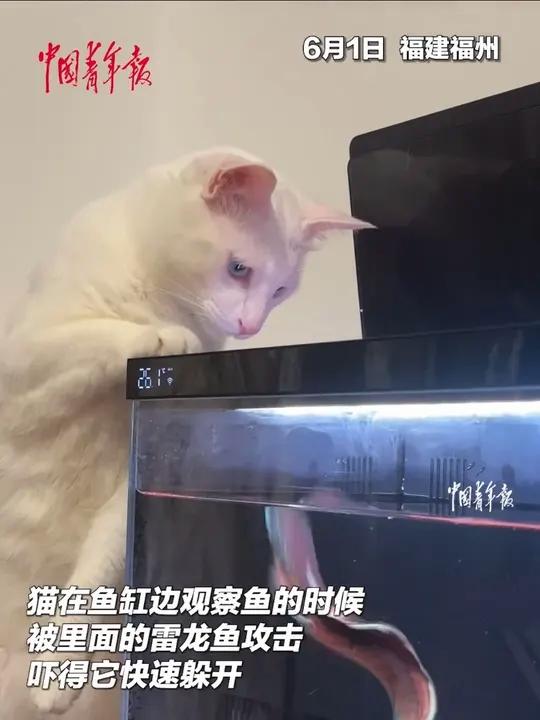 惯犯猫偷鱼反被雷龙鱼暴击。猫:这次踢到铁板了!(来源:中国青年报)
