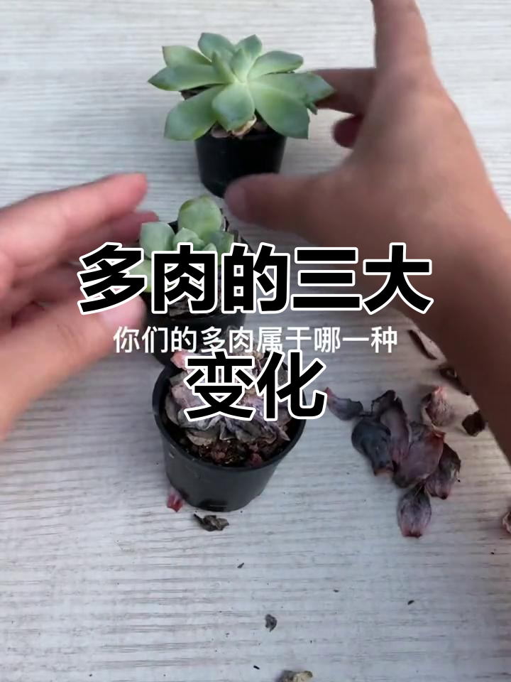 夏季过去，多肉植物三种状态大揭秘！你的属于哪一种？