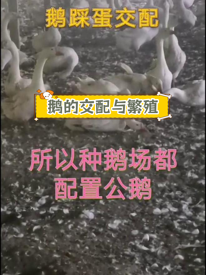 鹅交配过程揭秘,公母比例如何搭配