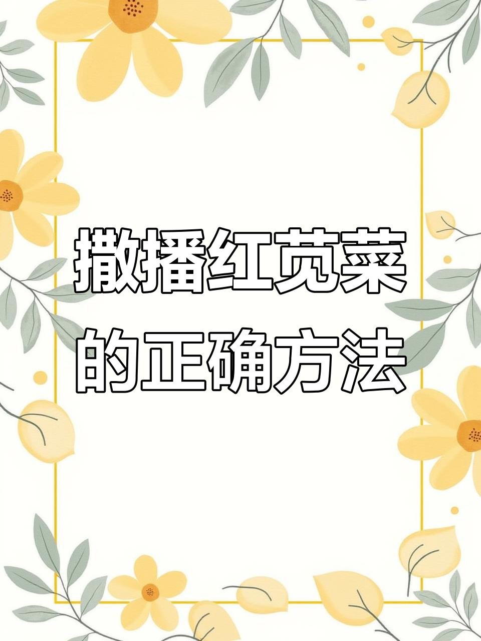红苋菜种子播种技巧,轻松搞定均匀分布