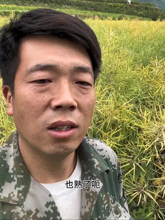 起早贪黑忙不停,收割油菜籽迎来累累丰收