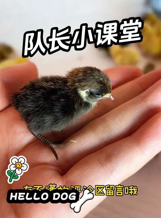 队长小课堂第一集 关于小鸡出壳你不知道的那些事。芦丁鸡 芦丁鸡养殖 观赏鸡 人工孵化