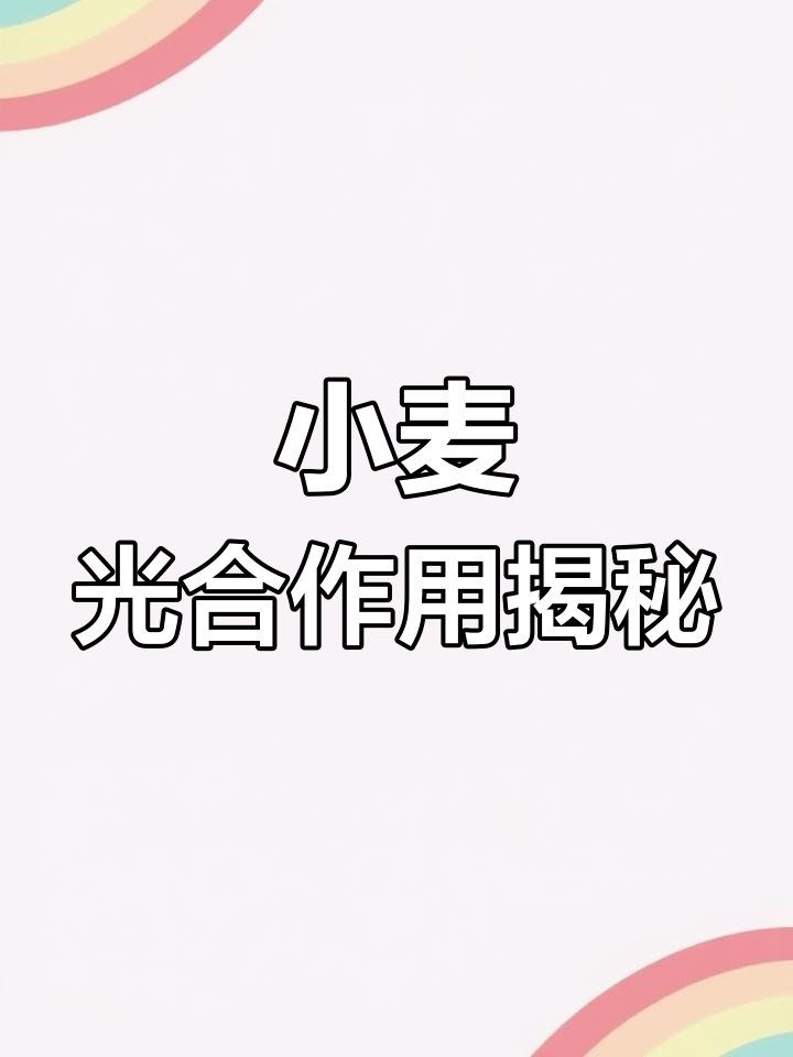 小麦叶片结构与功能解析