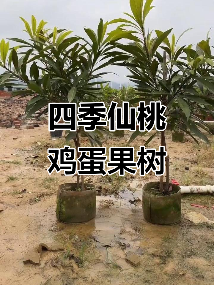 四季仙桃鸡蛋果树苗,大果细腻口感,庭院种植必备
