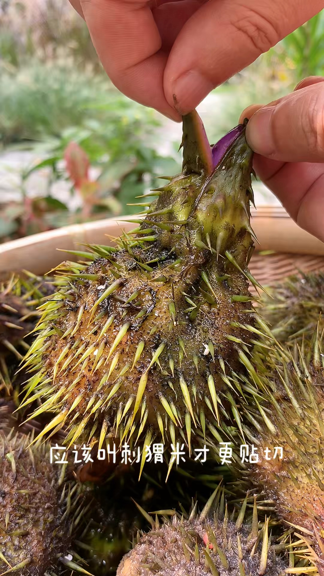 弄点鸡头米真的太不容易了