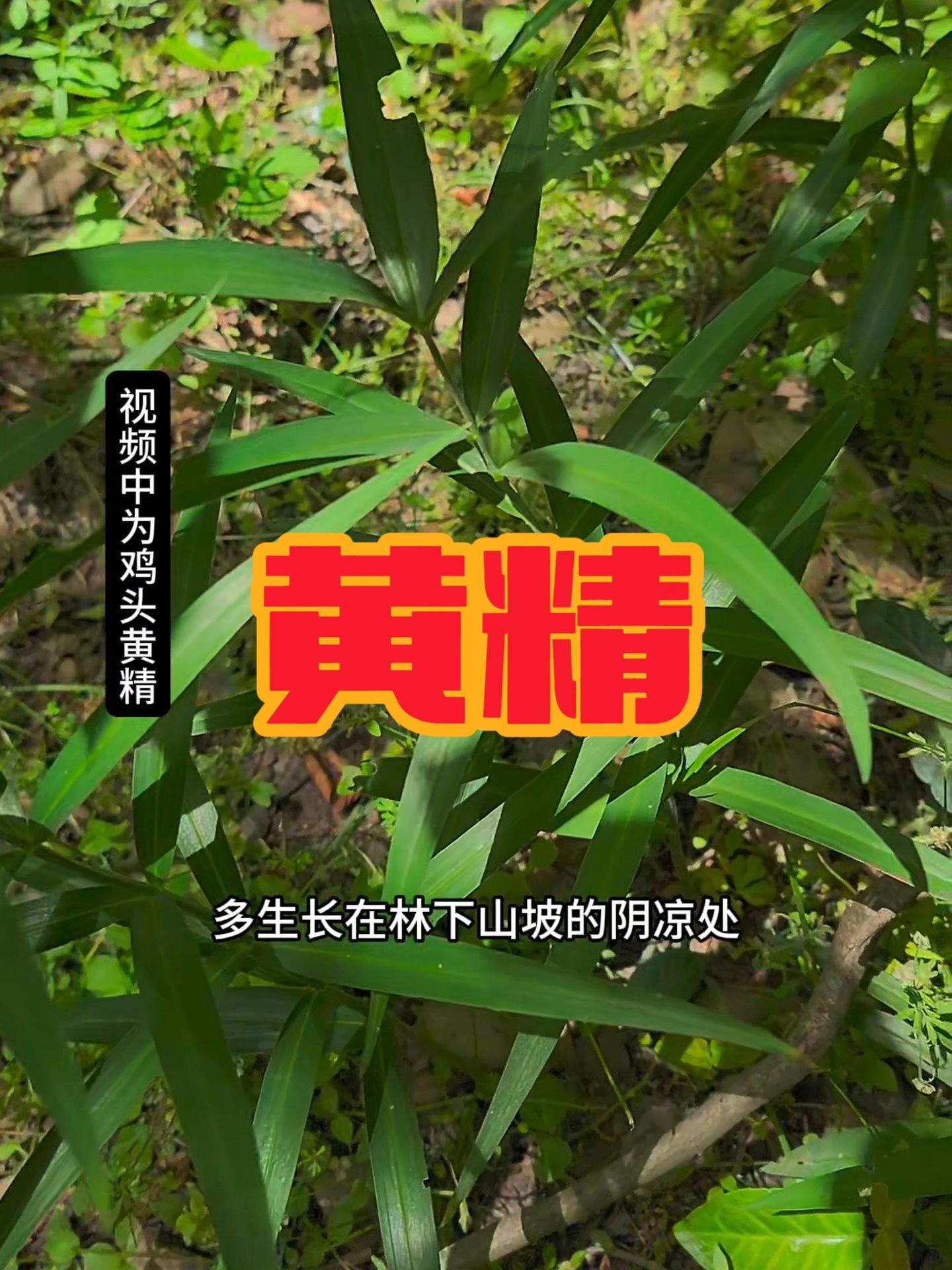 都说家有万贯不如黄精一两,这种黄精你见过吗?人称仙人余粮 黄精百合科植物,有落叶黄精,鸡头